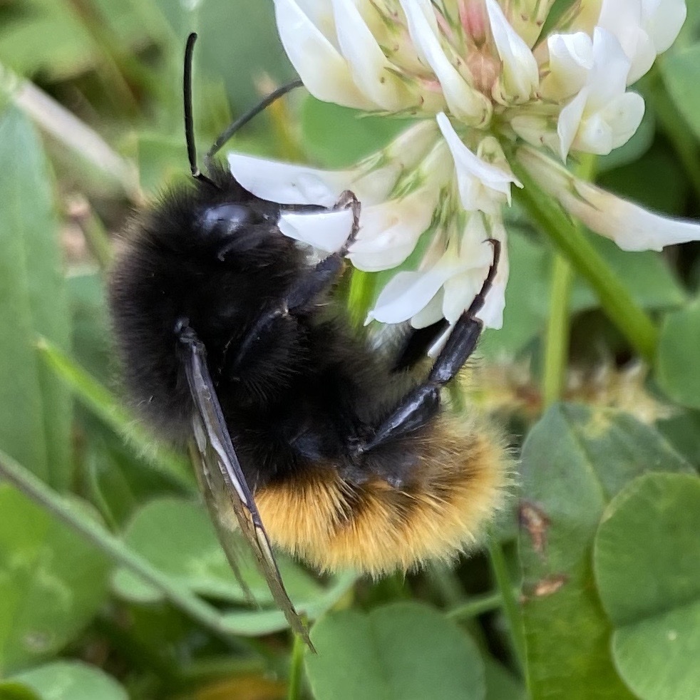 (Bombus alpinus alpinus) - Colorado Native Bee