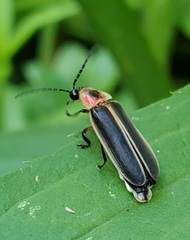 Photinus pyralis