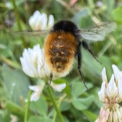 Bombus alpinus