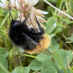 Bombus alpinus