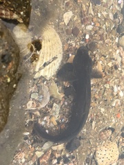 Cryptocentroides gobioides