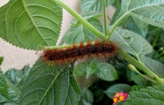 Erebidae