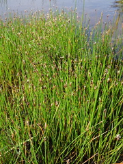 Eleocharis halophila