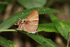 Saribia perroti