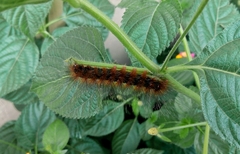 Erebidae