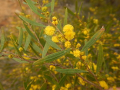 Acacia montana