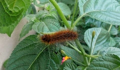 Erebidae