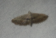 Araeopteron canescens