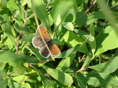 Tharsalea epixanthe phaedra