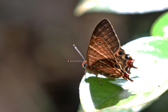 Saribia perroti