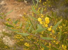 Acacia montana