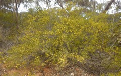 Acacia montana