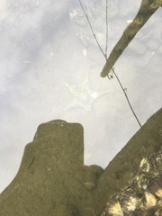 Anthenea sidneyensis