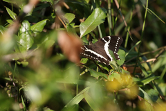 Papilio delalandei