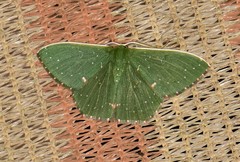 Prasinocyma iosticta