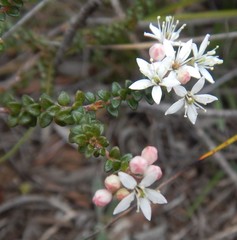Leionema microphyllum