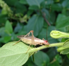 Oecanthus varicornis