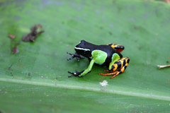 Mantella baroni