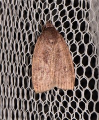 Austrocarea iocephala