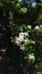 Melodinus suaveolens