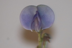 Vigna parkeri