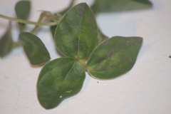 Vigna parkeri