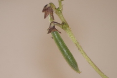 Vigna parkeri