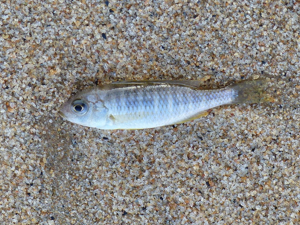 Small green utaka (Nyassachromis leuciscus) — Cichlidae