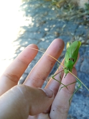 Acrometopa italica