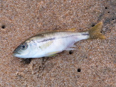 Dimidiochromis kiwinge