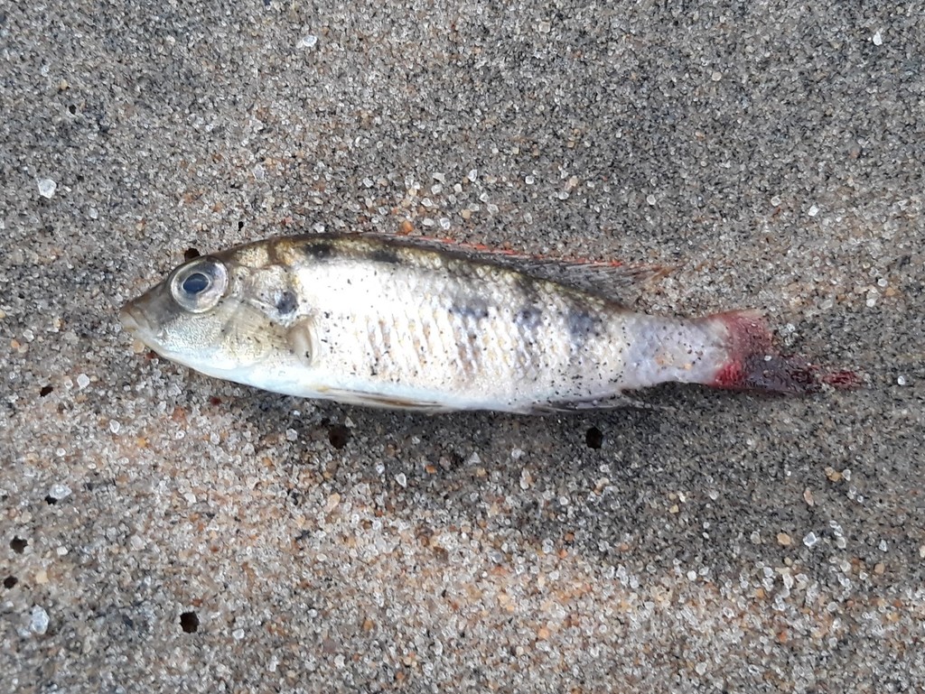 Happy (Placidochromis subocularis) — Cichlidae