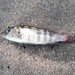 Mylochromis subocularis - Photo (c) rguinness, some rights reserved (CC BY-NC), uploaded by rguinness