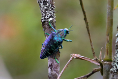 Polybothris sumptuosa