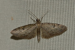 Eupithecia assimilata