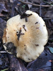 Cortinarius coelopus