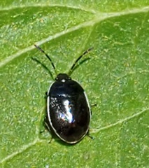 Sehirus cinctus