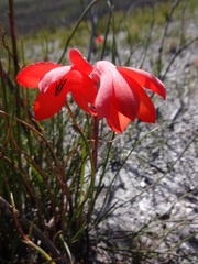 Watsonia fergusoniae
