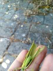 Acrometopa italica
