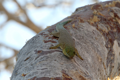 Phelsuma standingi