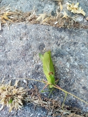 Acrometopa italica