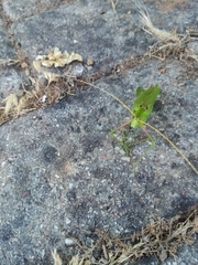 Acrometopa italica