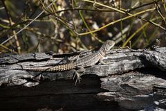 Opluridae