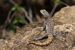 Oplurus cyclurus