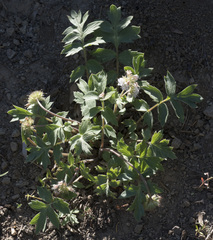 Hydrophyllum occidentale