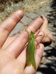 Acrometopa italica