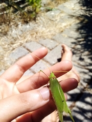 Acrometopa italica
