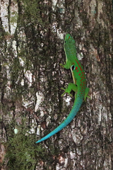 Phelsuma quadriocellata