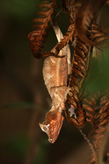 Uroplatus