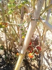Acrometopa italica