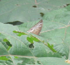 Tanaecia pelea